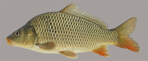 carpa fish|Common Carp: An Overview of This Popular Fish .